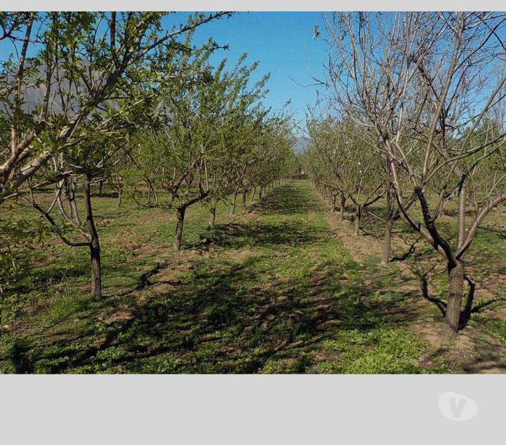 Parcelas en Venta San Felipe de Aconcagua San Felipe - Fotos de SAN FELIPE VENDO 12000 M2 CON 1000 ALMENDROS $ 160 MILLONES