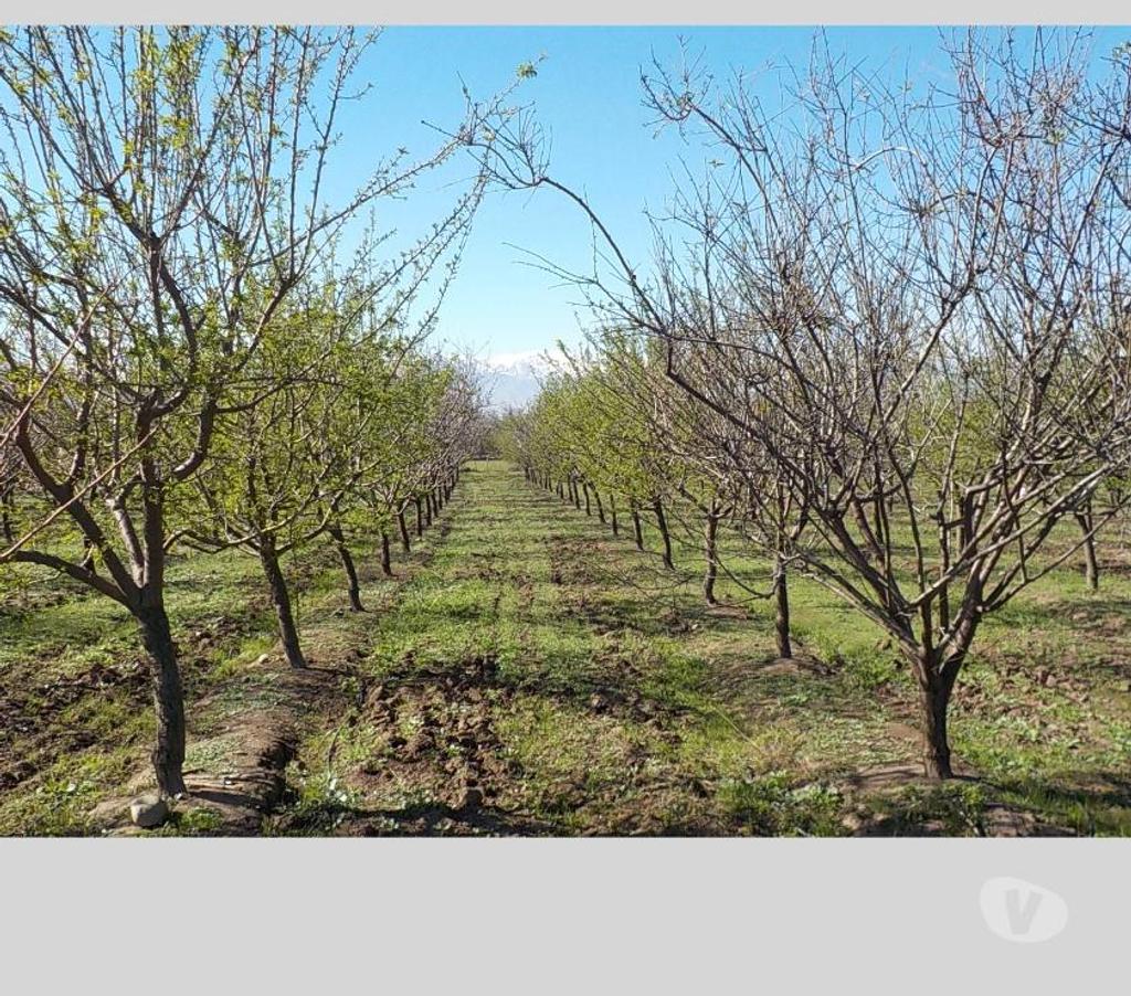 Parcelas en Venta San Felipe de Aconcagua San Felipe - Fotos de SAN FELIPE VENDO 12000 M2 CON 1000 ALMENDROS $ 160 MILLONES