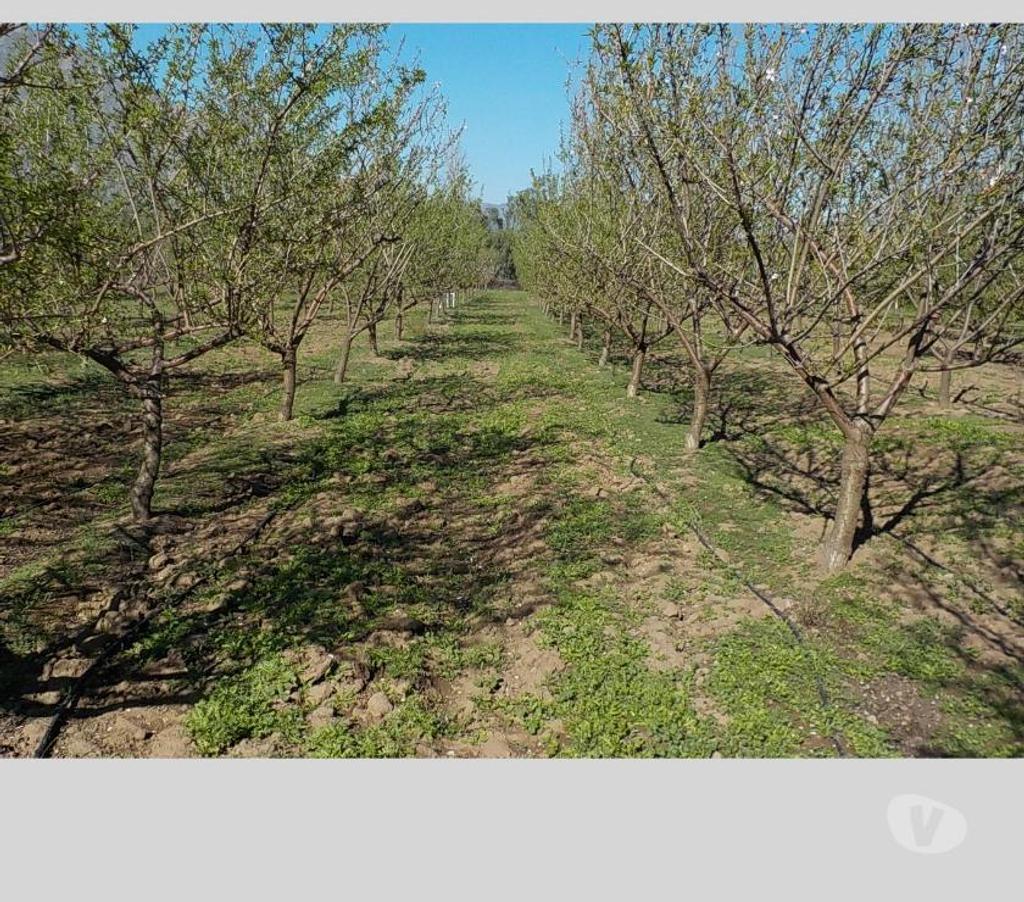 Parcelas en Venta San Felipe de Aconcagua San Felipe - Fotos de SAN FELIPE VENDO 12000 M2 CON 1000 ALMENDROS $ 160 MILLONES