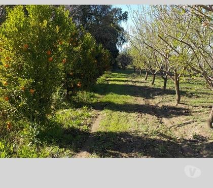 Parcelas en venta San Felipe San Felipe de Aconcagua - Fotos de SAN FELIPE VENDO 12000 M2 CON 1000 ALMENDROS $ 160 MILLONES