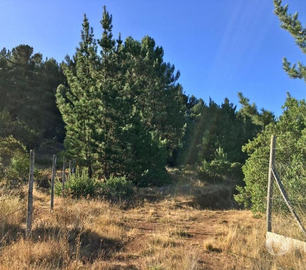 Parcelas en Venta Ñuble Quillón - Fotos de Se Vende Parcela 9.900 mts en Villa Palermo, Quillón