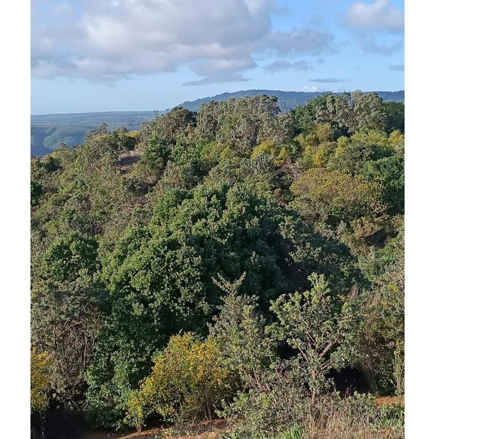 Parcelas en Venta Ñuble Cobquecura - Fotos de OLAS DE BUCHUPUREO