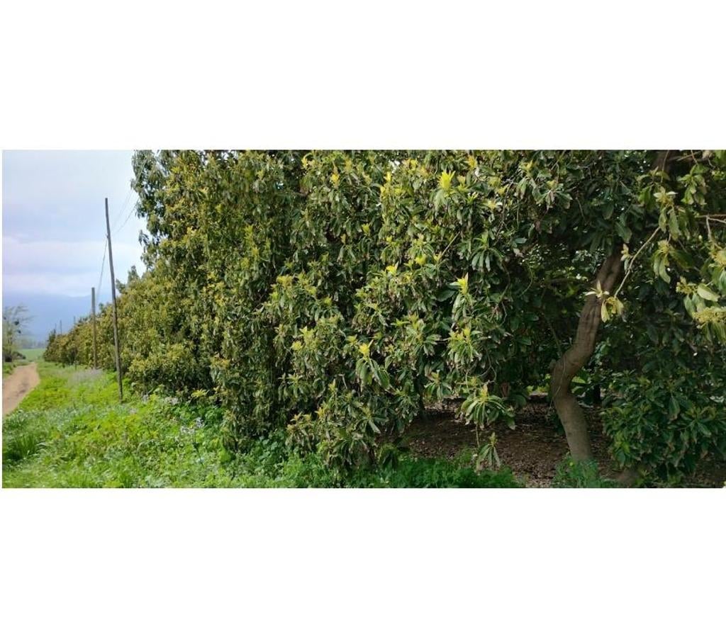 Parcelas en Venta Cachapoal Pichidegua - Fotos de VENDE ESPECTACULAR SITIO, 5000 Mts2, EN LARMAHUE