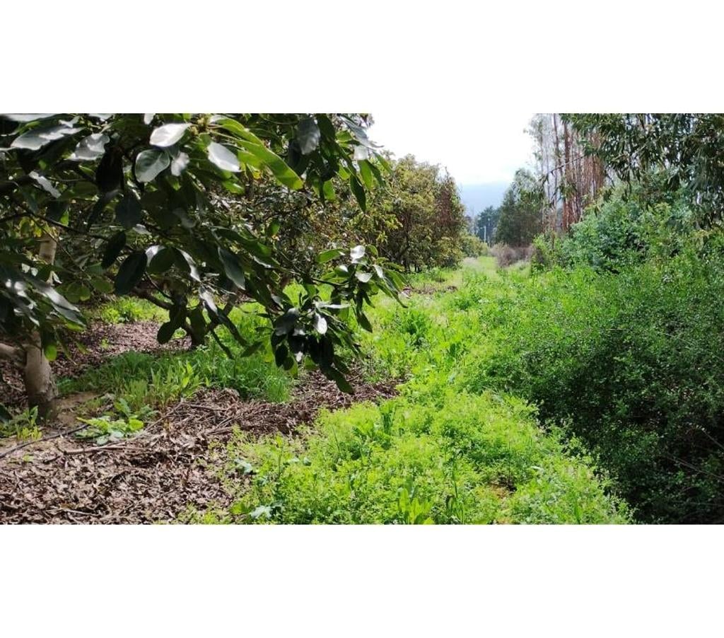 Parcelas en Venta Cachapoal Pichidegua - Fotos de VENDE ESPECTACULAR SITIO, 5000 Mts2, EN LARMAHUE
