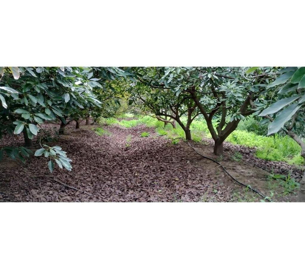 Parcelas en Venta Cachapoal Pichidegua - Fotos de VENDE ESPECTACULAR SITIO, 5000 Mts2, EN LARMAHUE