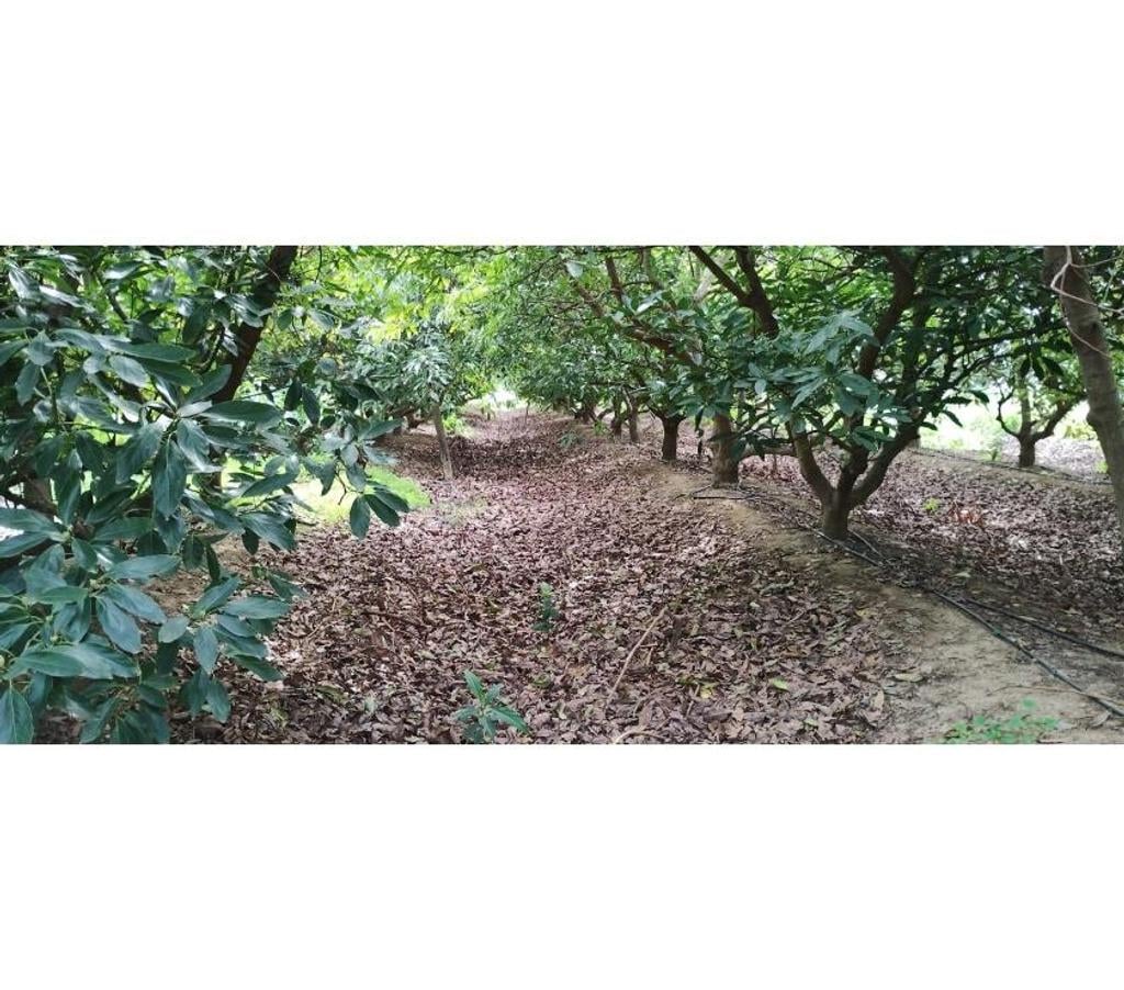 Parcelas en Venta Cachapoal Pichidegua - Fotos de VENDE ESPECTACULAR SITIO, 5000 Mts2, EN LARMAHUE