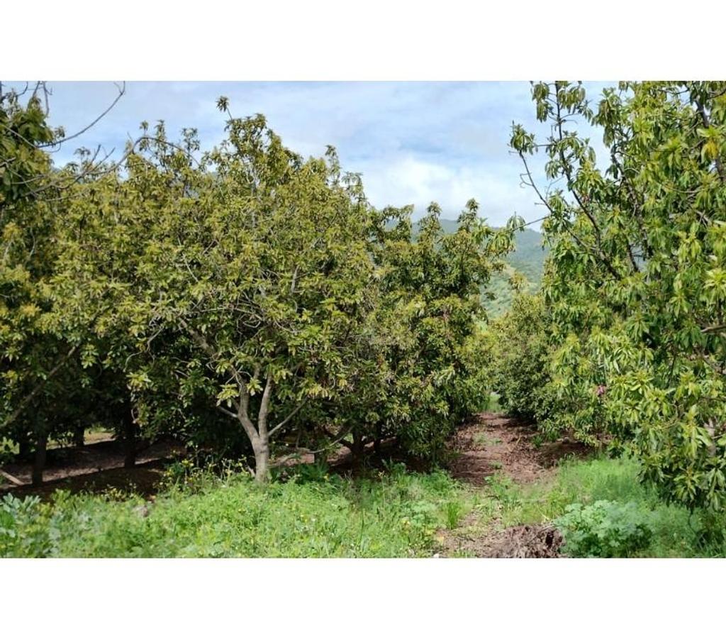 Parcelas en Venta Cachapoal Pichidegua - Fotos de VENDE ESPECTACULAR SITIO, 5000 Mts2, EN LARMAHUE