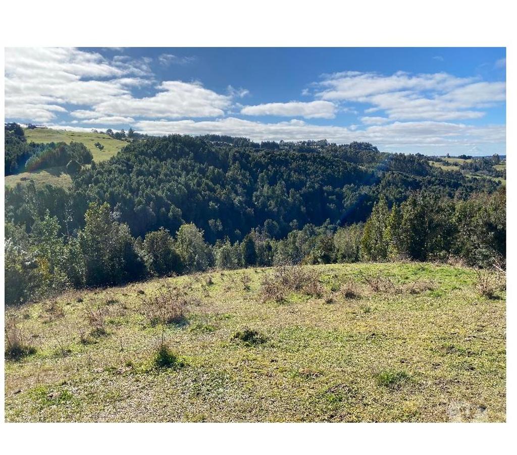 Venta de Haciendas Llanquihue Fresia - Fotos de Campo El Mañío 6,8hectáreas Región De Los Lagos