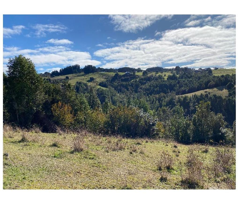 Venta de Haciendas Llanquihue Fresia - Fotos de Campo El Mañío 6,8hectáreas Región De Los Lagos