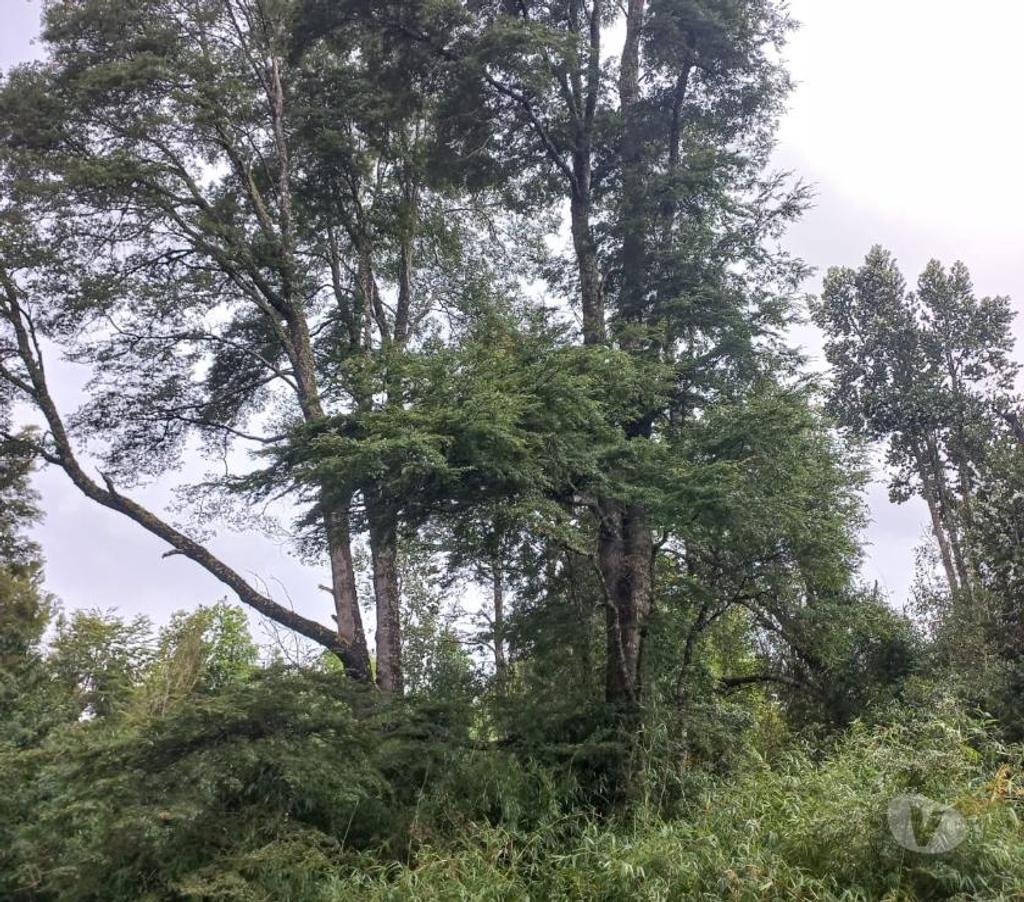 Parcelas en Venta Osorno Puyehue - Fotos de SECTOR RUPANQUITO, COMUNA DE PUYEHUE.