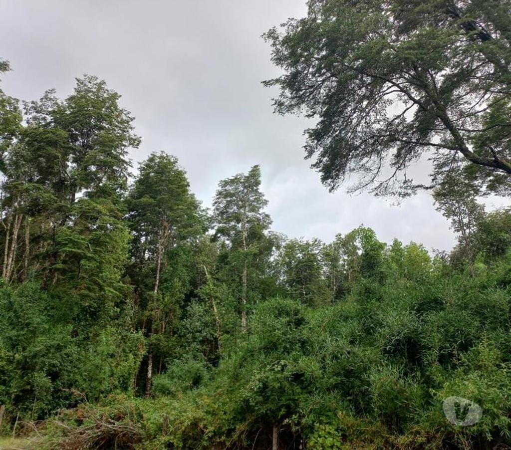 Parcelas en Venta Osorno Puyehue - Fotos de SECTOR RUPANQUITO, COMUNA DE PUYEHUE.