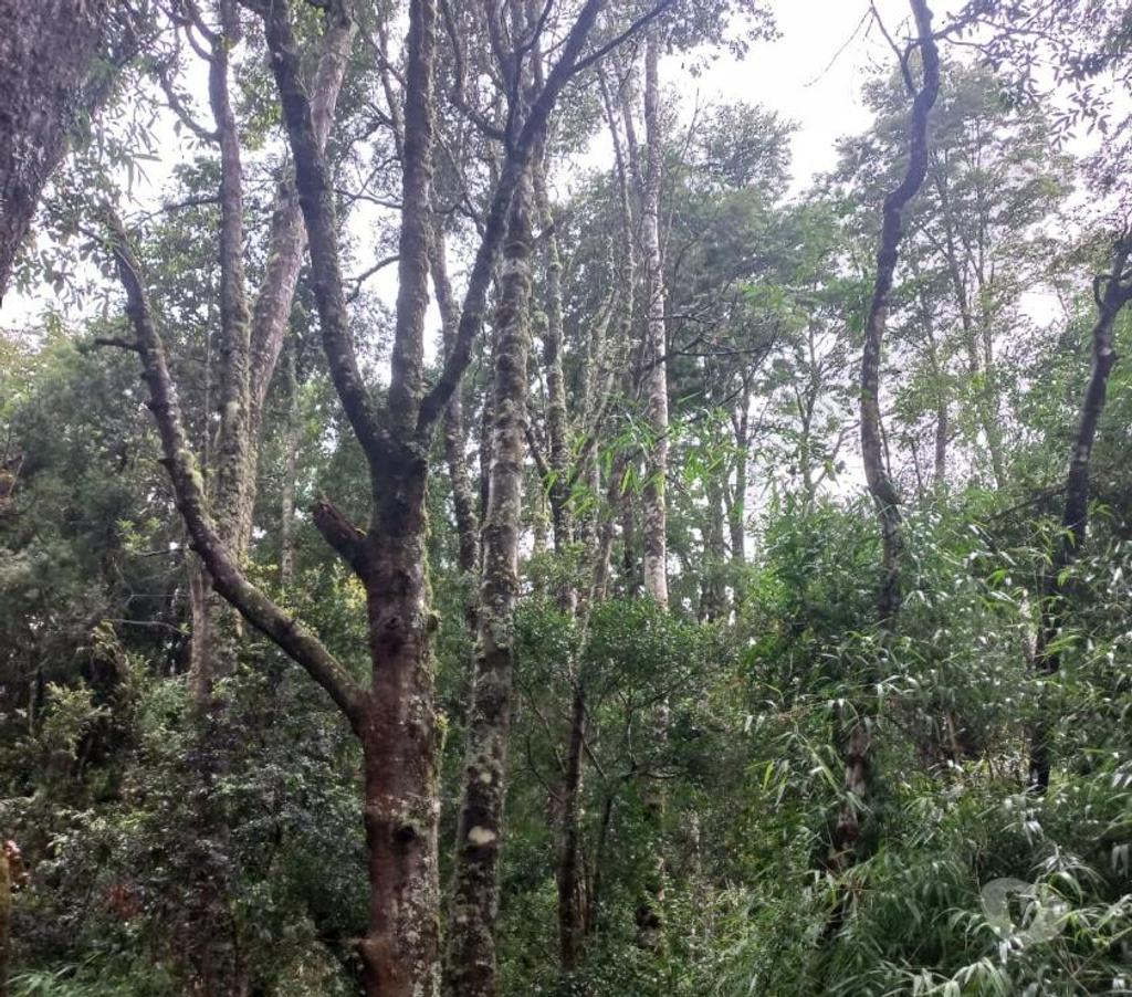 Parcelas en Venta Osorno Puyehue - Fotos de SECTOR RUPANQUITO, COMUNA DE PUYEHUE.