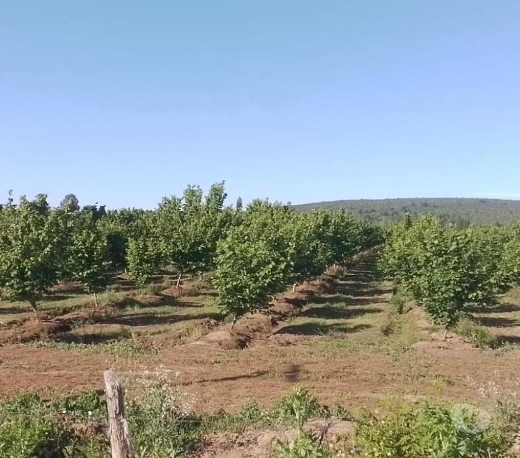 Parcelas en Venta Linares Longav - Fotos de Parc. 13:5 has. Huerto de Avellano Europeo. En producción