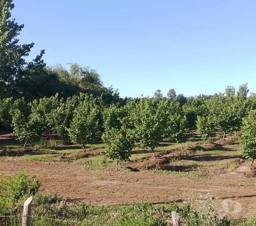 Parcelas en Venta Linares Longav - Fotos de Parc. 13:5 has. Huerto de Avellano Europeo. En producción