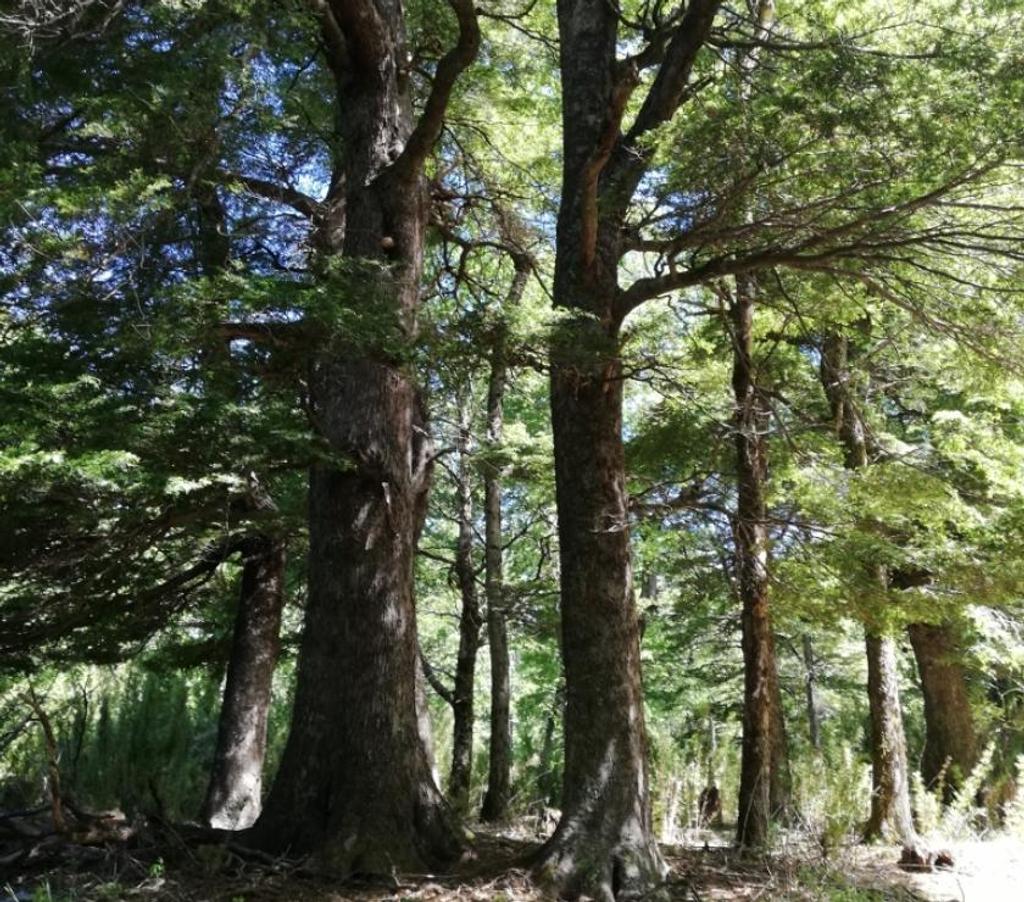 Parcelas en Venta Cautín Curarrehue - Fotos de Curarrehue 1 hectárea con derecho a acceso a rio. 