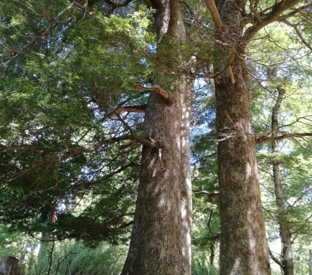 Parcelas en Venta Cautín Curarrehue - Fotos de Curarrehue 1 hectárea con derecho a acceso a rio. 
