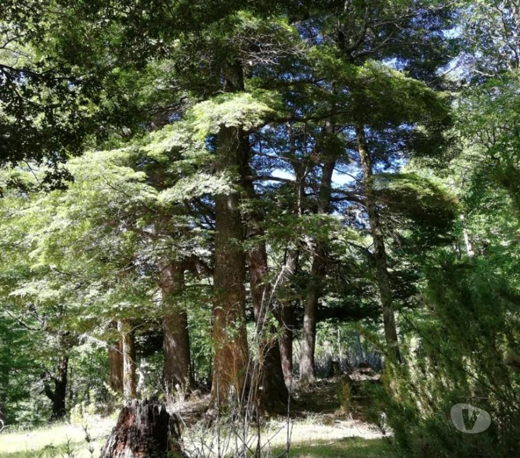 Parcelas en Venta Cautín Curarrehue - Fotos de Curarrehue 1 hectárea con derecho a acceso a rio. 