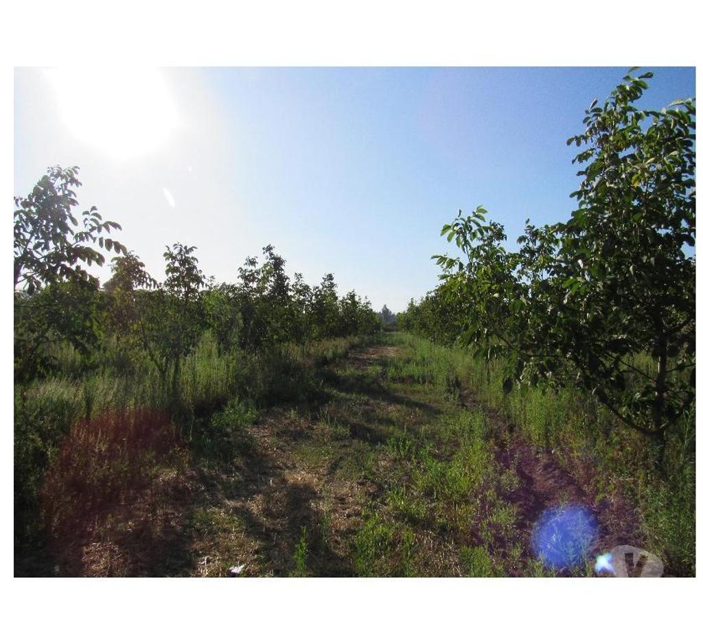 Parcelas en Venta Linares Longav - Fotos de Huerto de nogales en producción con casa por terminar.