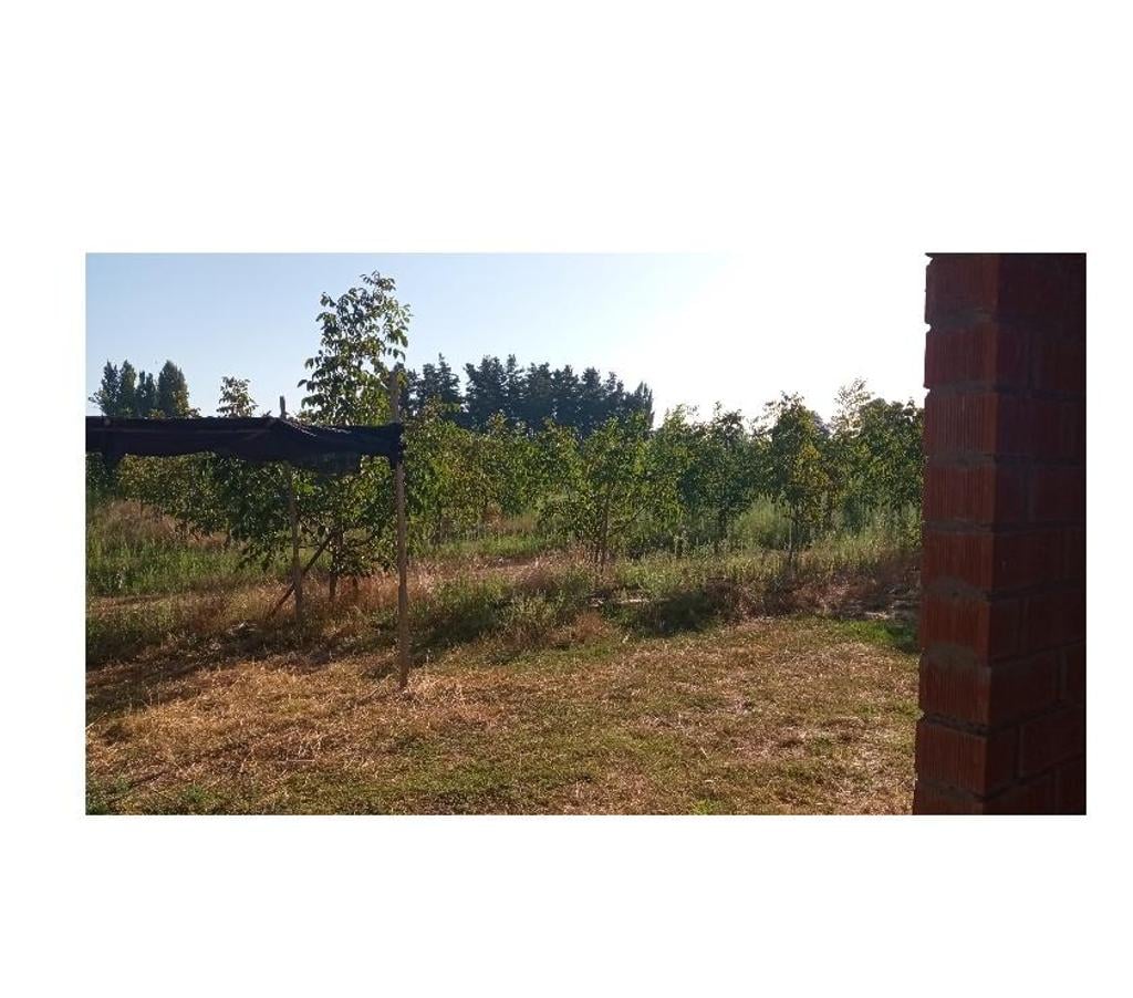 Parcelas en Venta Linares Longav - Fotos de Huerto de nogales en producción con casa por terminar.