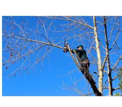 Otros Servicios Peñalolén Santiago - Fotos de Podas de Arboles, Poda de Cetos