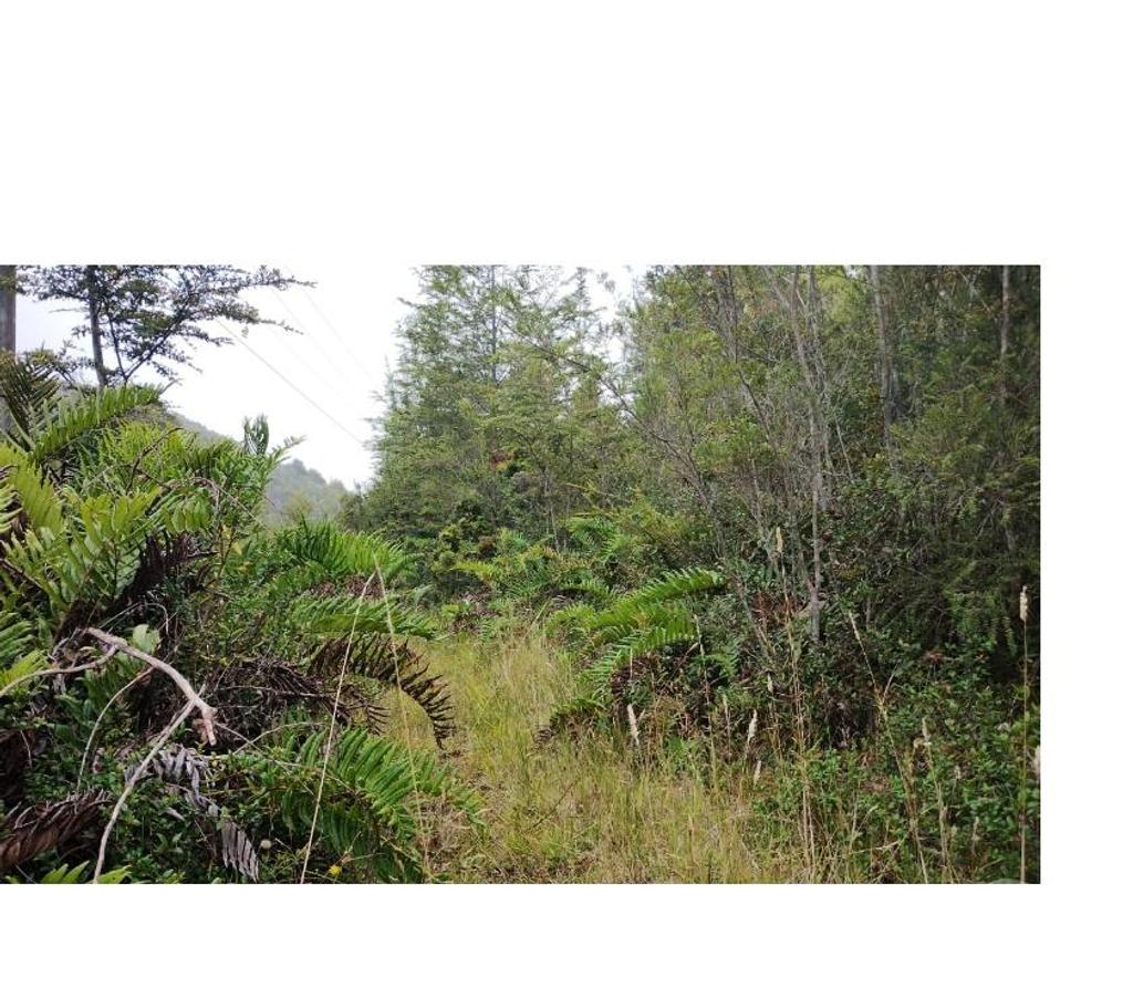 Parcelas en Venta Llanquihue Cochamó - Fotos de Vendo 45.5 Há en Río Puelo Sector Yates