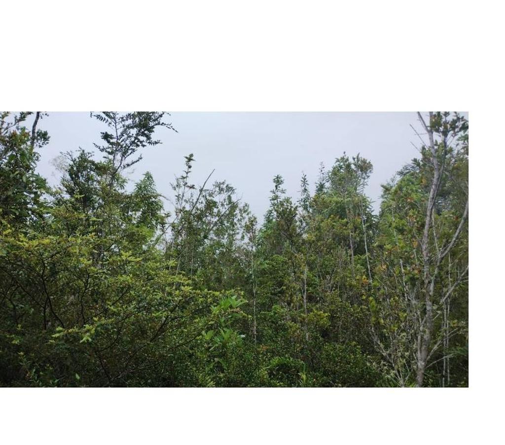 Parcelas en Venta Llanquihue Cochamó - Fotos de Vendo 45.5 Há en Río Puelo Sector Yates