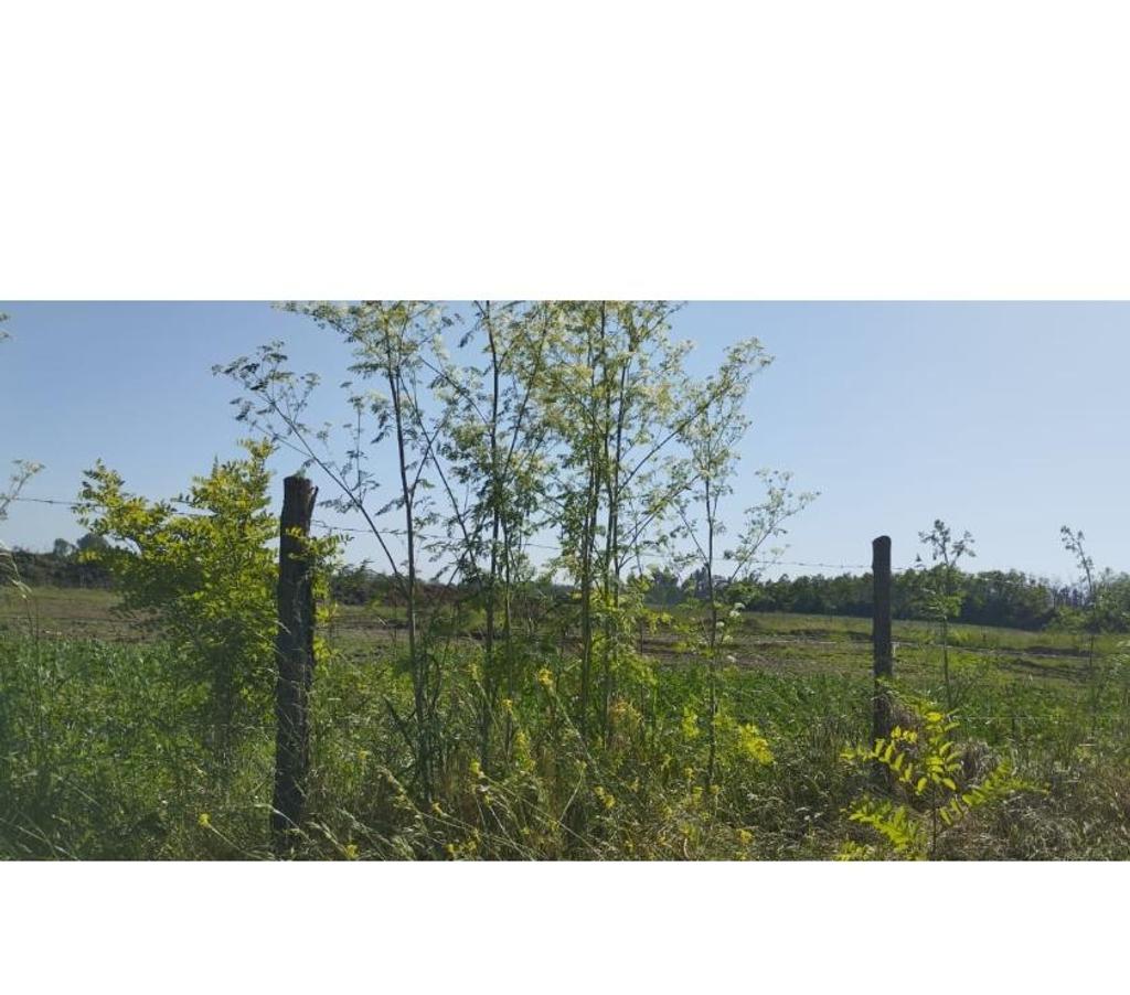 Parcelas en Venta Ñuble Chillán - Fotos de EN VENTA HERMOSAS PARCELAS DE 5.000 MTS2 CAMINO A COIHUECO