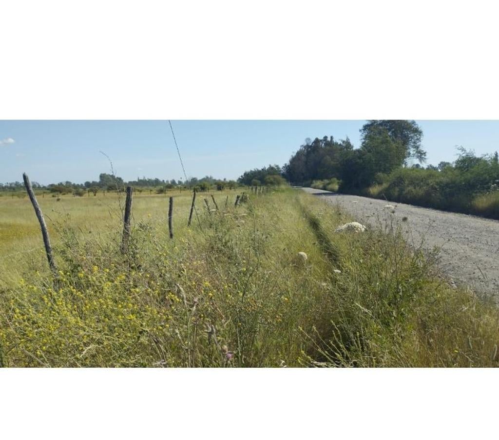 Parcelas en Venta Ñuble Chillán - Fotos de EN VENTA HERMOSAS PARCELAS DE 5.000 MTS2 CAMINO A COIHUECO