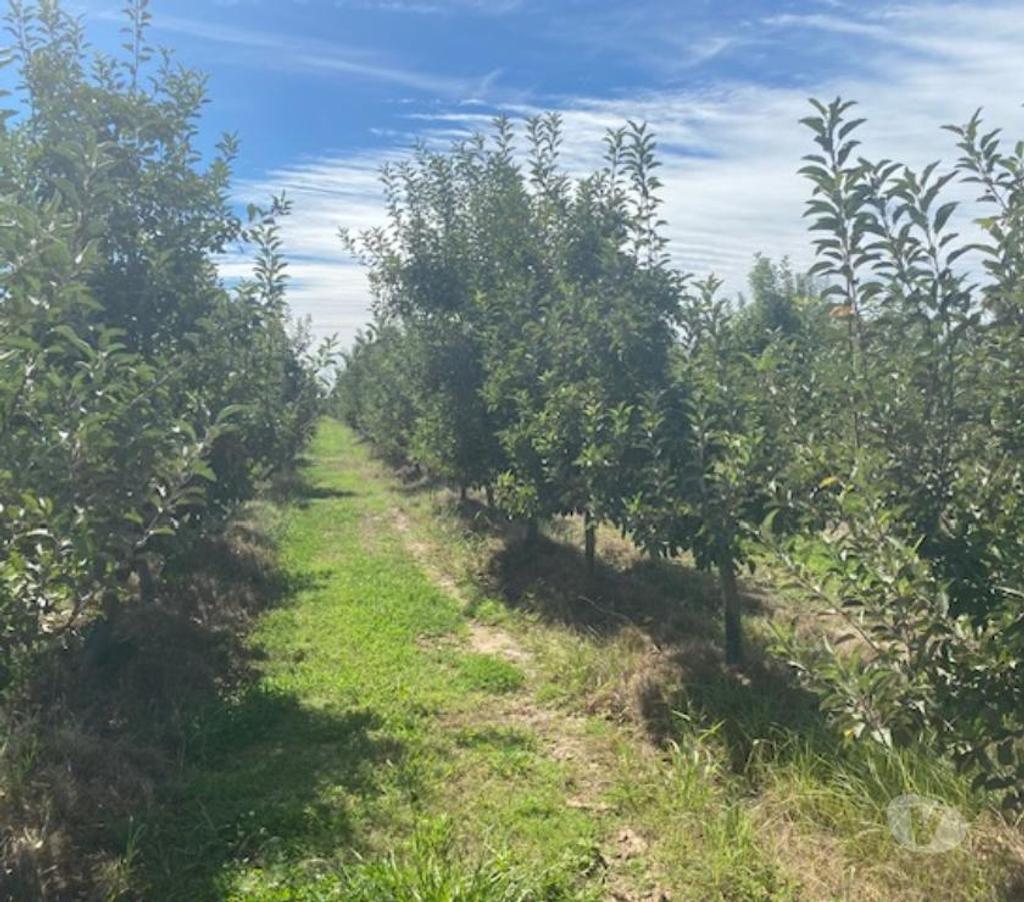 Venta de Haciendas Curicó Curicó - Fotos de Campo de 13 hás en Curicó Cerezas, Manzanas y Frigorífico