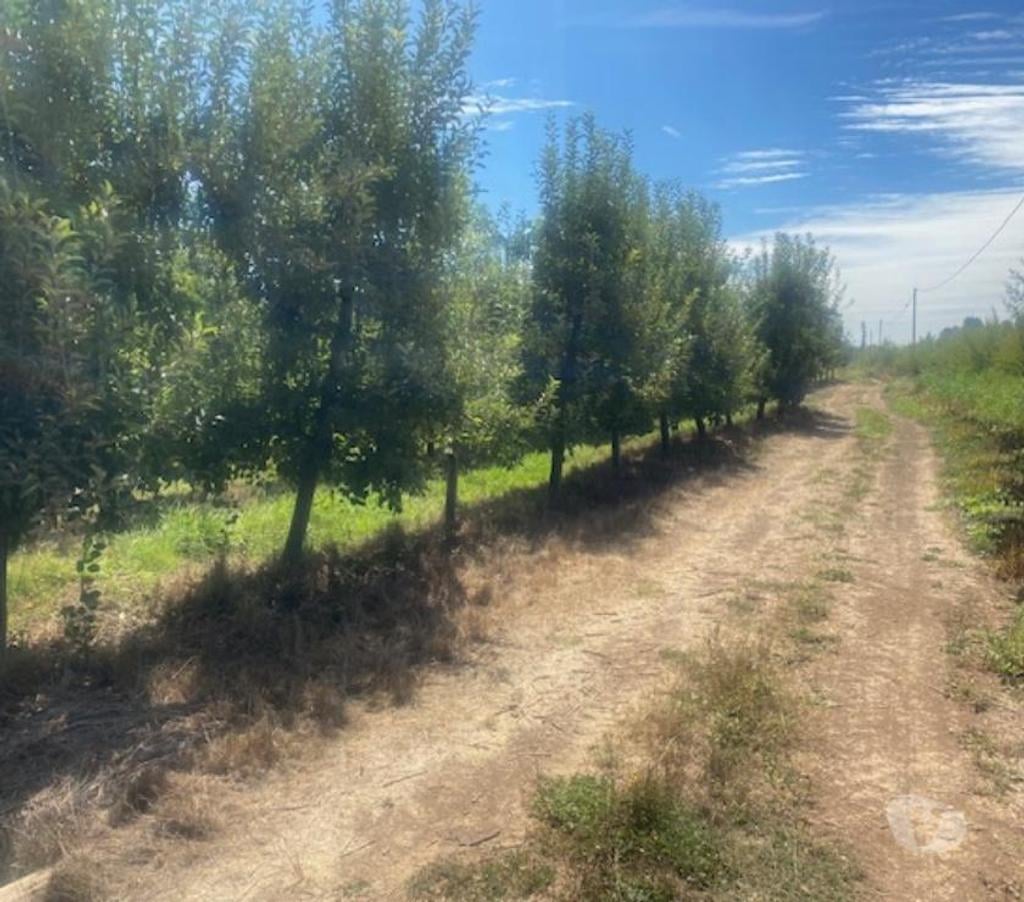 Venta de Haciendas Curicó Curicó - Fotos de Campo de 13 hás en Curicó Cerezas, Manzanas y Frigorífico