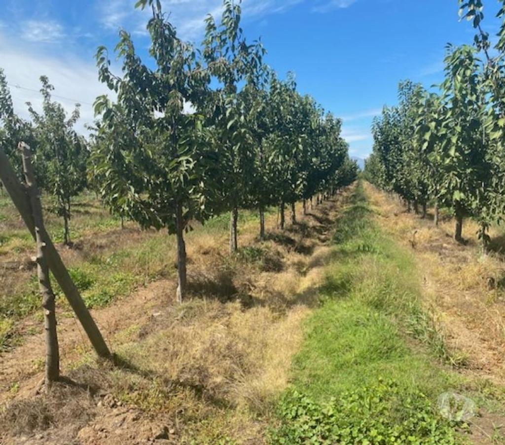Venta de Haciendas Curicó Curicó - Fotos de Campo de 13 hás en Curicó Cerezas, Manzanas y Frigorífico