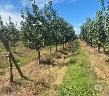 Venta de Fundos Curicó Curicó - Fotos de Campo de 13 hás en Curicó Cerezas, Manzanas y Frigorífico