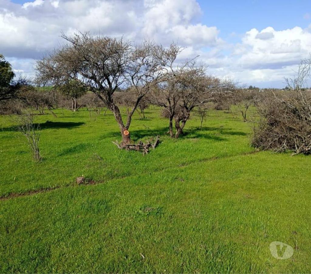 Venta de Haciendas Ñuble San Nicolás - Fotos de Muy Buen Campo de 170 hás en San Nicolás-Ñuble con Agua