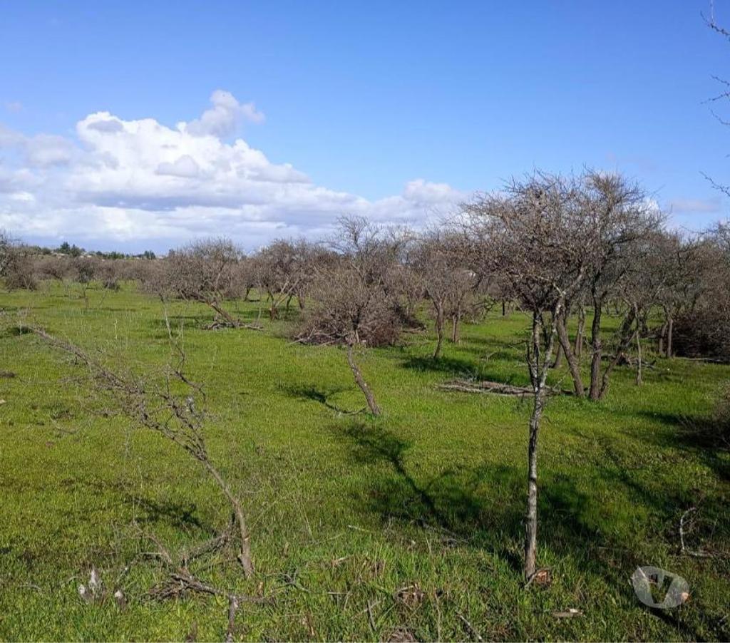 Venta de Haciendas Ñuble San Nicolás - Fotos de Muy Buen Campo de 170 hás en San Nicolás-Ñuble con Agua