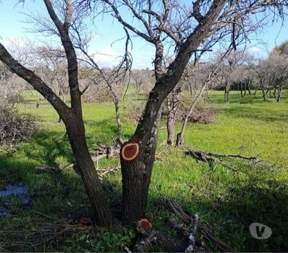 Venta de Haciendas San Nicolás Ñuble - Fotos de Muy Buen Campo de 170 hás en San Nicolás-Ñuble con Agua
