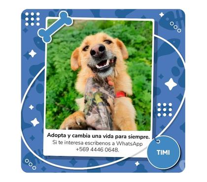 Mascotas Adopción La Reina Santiago - Fotos de Timi aun busca una familia