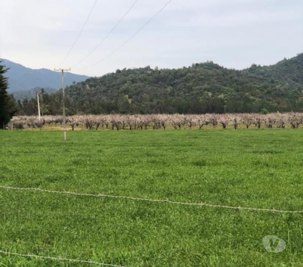 Venta de Haciendas Curicó Teno - Fotos de Precioso Campo de 37 hás Apto para Frutales y loteos en Teno