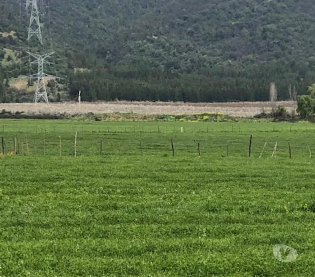 Venta de Haciendas Curicó Teno - Fotos de Precioso Campo de 37 hás Apto para Frutales y loteos en Teno