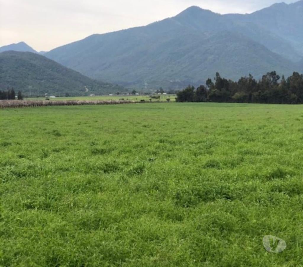 Venta de Haciendas Curicó Teno - Fotos de Precioso Campo de 37 hás Apto para Frutales y loteos en Teno