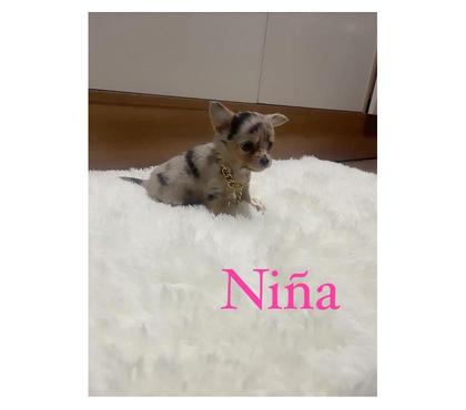 Mascotas en Venta La Cisterna Santiago - Fotos de Bell@s chihuahuas mini manzanita exótico