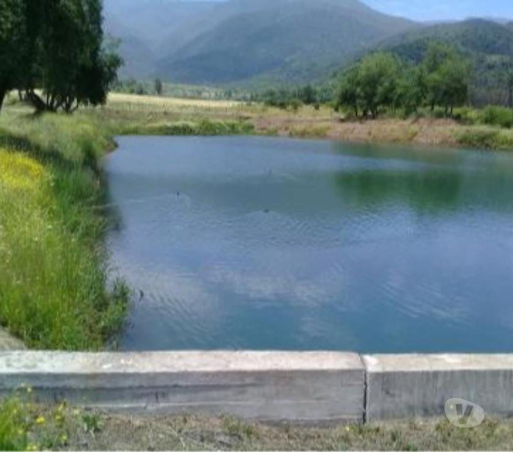 Venta de Haciendas Curicó Teno - Fotos de Precioso Campo de 48 hás. Con Arándanos en Teno-Curicó