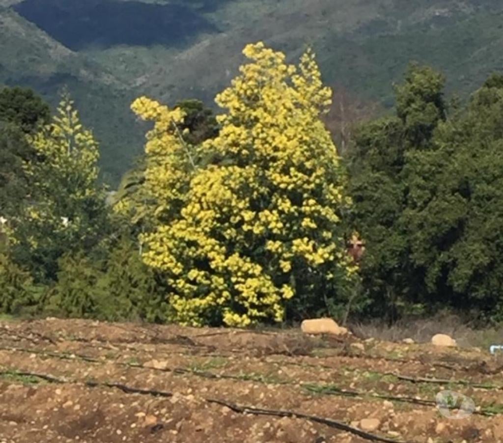 Venta de Haciendas Curicó Teno - Fotos de Precioso Campo de 48 hás. Con Arándanos en Teno-Curicó
