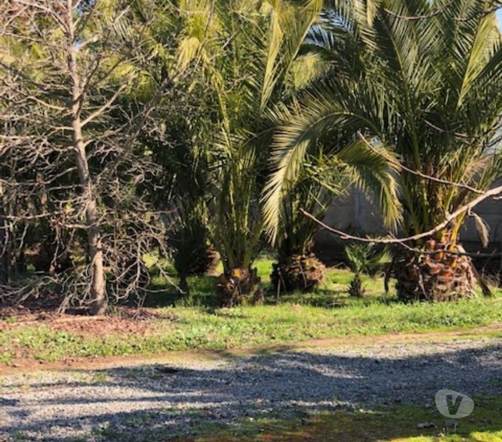 Venta de Haciendas Curicó Teno - Fotos de Precioso Campo de 48 hás. Con Arándanos en Teno-Curicó