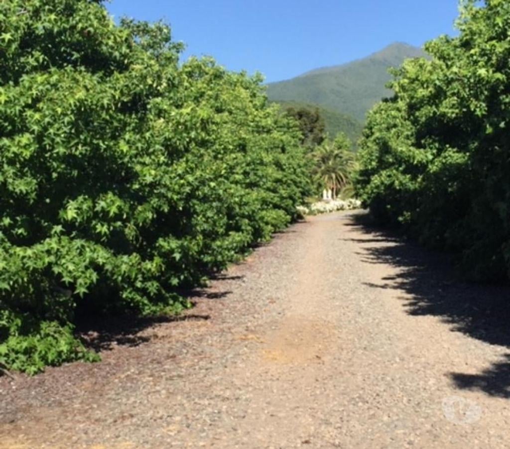 Venta de Haciendas Curicó Teno - Fotos de Precioso Campo de 48 hás. Con Arándanos en Teno-Curicó