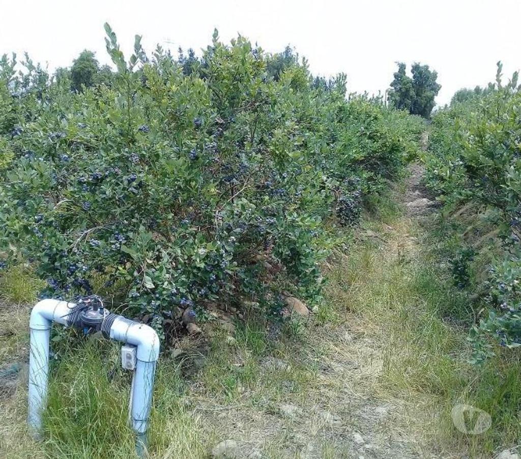 Venta de Haciendas Curicó Teno - Fotos de Precioso Campo de 48 hás. Con Arándanos en Teno-Curicó