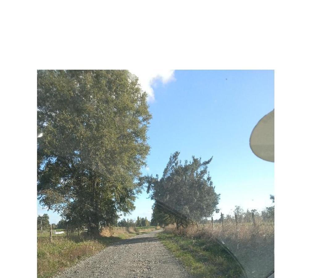 Parcelas en Venta Osorno Río Negro - Fotos de PARCELAS LOTEO EL ESTERO, SECTOR BUENAVENTURA, OSORNO