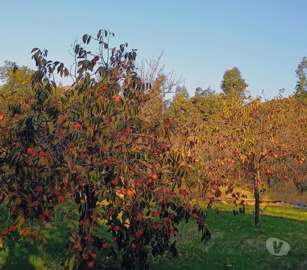 Parcelas en Venta Cachapoal San Vicente - Fotos de Maravillosa parcela de agrado en sector El Tambo