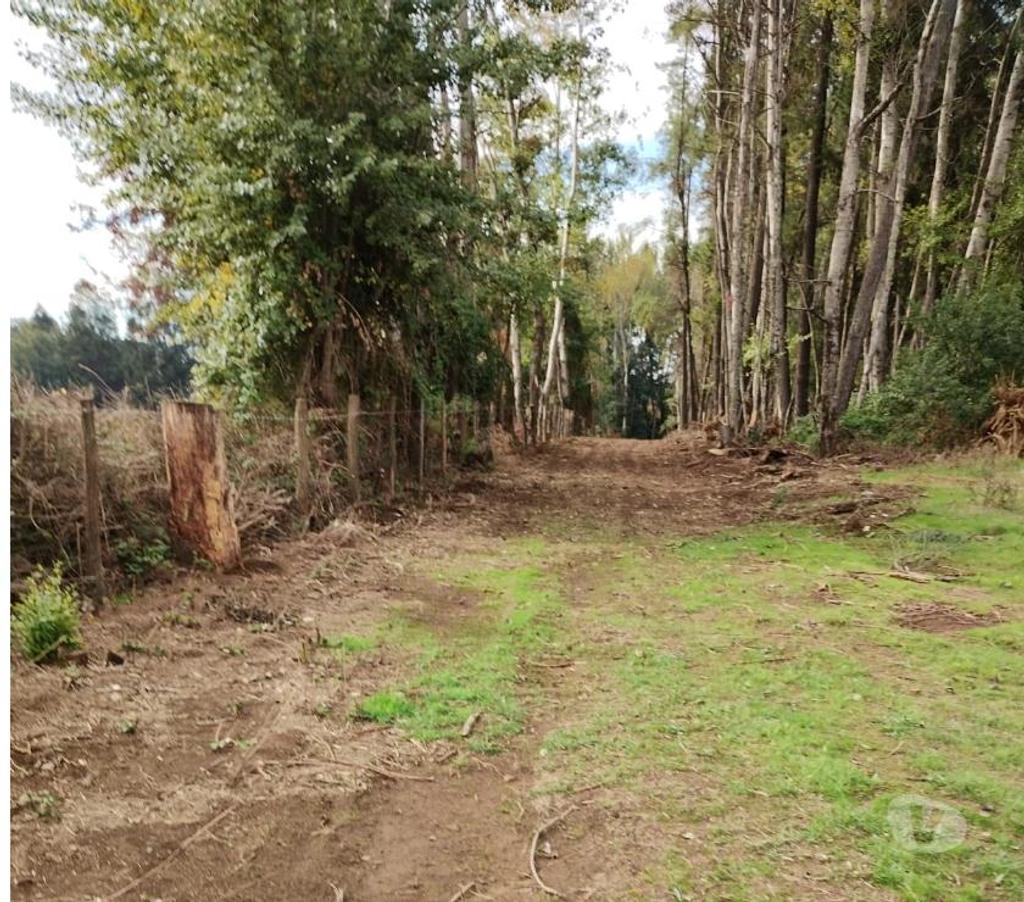 Parcelas en Venta Ñuble El Carmen - Fotos de Vendo, 8 Parcelas de 8000 m2 a 12 km de El Carmen, Chillán.