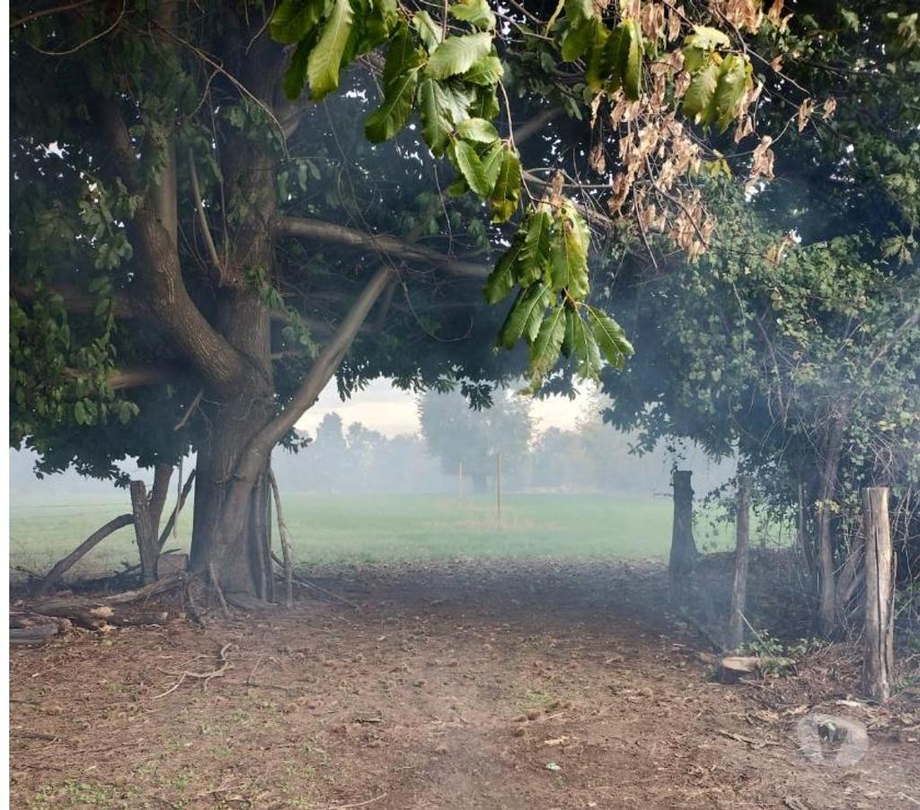 Parcelas en Venta Ñuble El Carmen - Fotos de Vendo, 8 Parcelas de 8000 m2 a 12 km de El Carmen, Chillán.