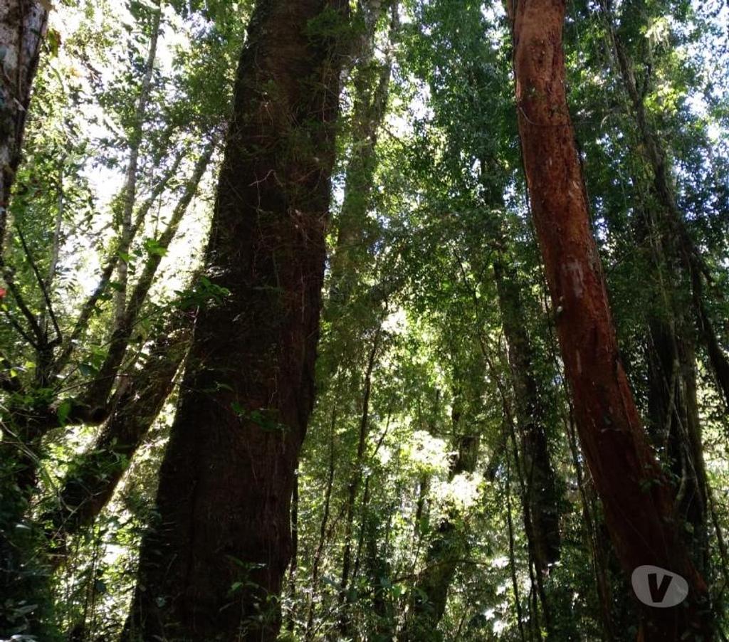 Venta de Haciendas Chiloé Queilén - Fotos de Se vende campo en Queilen, Chiloé
